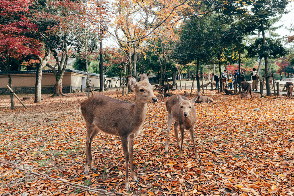 Nara Park, Japan