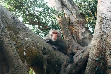 Monkey Mountain (Shoushan, Chaishan), Kaohsiung, Taiwan