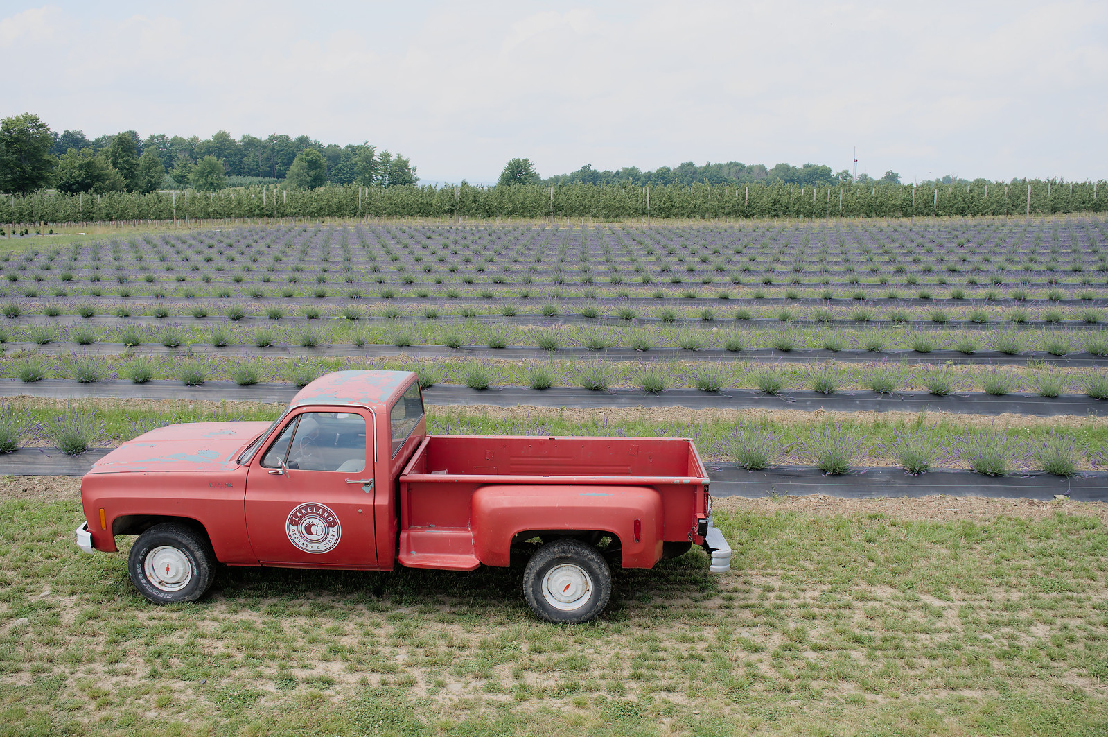 Lavendar at Lakeland Orchard